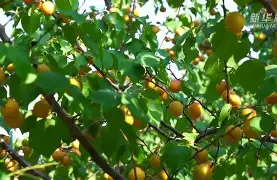 祺杏袻?襆(烨字取名最佳搭配)